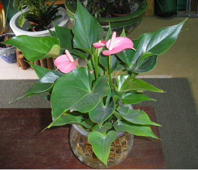 Lily,Tail Flower,Royal Flush,گل فلامینگو,Flamingo Flower, Lacquer Anthurium, Oilcloth Flower, Painte